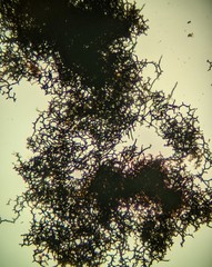 Fungi