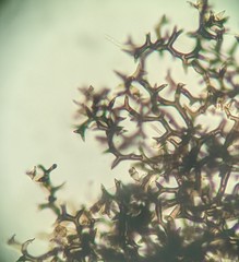 Fungi