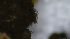 Fungi