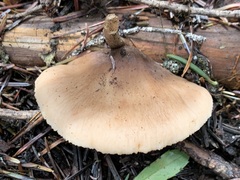 Lentinellus montanus