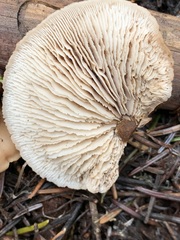 Lentinellus montanus