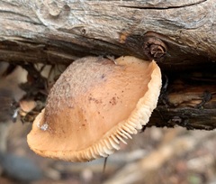 Lentinellus montanus