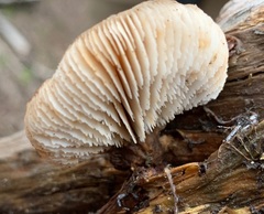 Lentinellus montanus