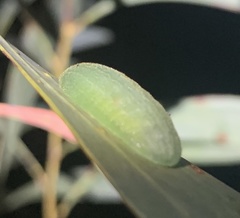 Chalcocelis albiguttatus