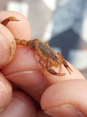Pseudolychas ochraceus