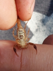 Pseudolychas ochraceus