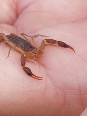 Pseudolychas ochraceus