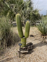 Cephalocereus polylophus
