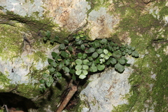 Asplenium dentatum