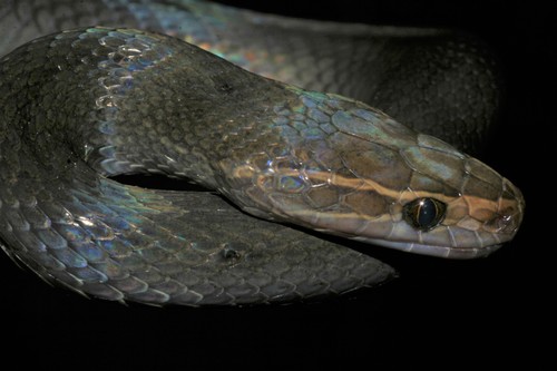 Hallowell's House Snake