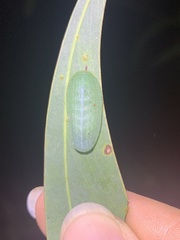 Chalcocelis albiguttatus