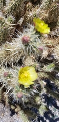Cylindropuntia ganderi