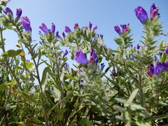 Echium sabulicola