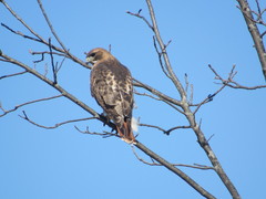 Buteo jamaicensis
