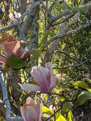 Magnolia × soulangeana