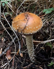Leratiomyces squamosus thraustus
