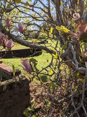 Magnolia × soulangeana