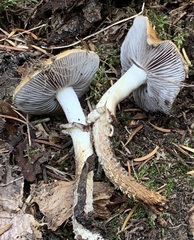 Leratiomyces squamosus thraustus