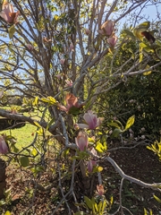 Magnolia × soulangeana