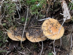 Leratiomyces squamosus thraustus