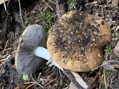 Leratiomyces squamosus thraustus