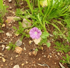 Convolvulus coelesyriacus