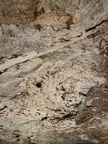 Cave Myotis