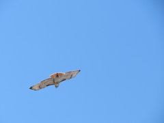 Buteo jamaicensis