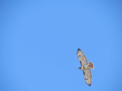 Buteo jamaicensis