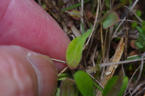 Image of Krigia occidentalis by (c) Michelle W. （鍾偉瑋）, some rights reserved (CC BY)