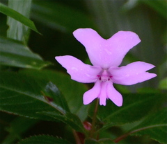 Impatiens kinabaluensis