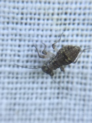 Mesopsocus