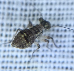 Mesopsocus