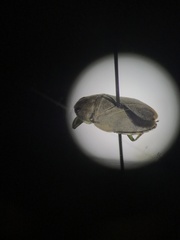 Ambrysus