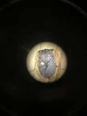 Ambrysus