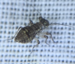 Mesopsocus