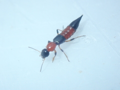 Paederus littoralis