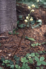 Pyrola chlorantha