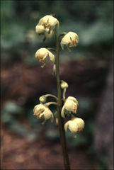 Pyrola chlorantha