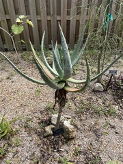 Aloe excelsa
