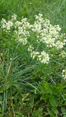 Lepidium chalepense