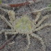 Halicarcinus whitei - Photo (c) Kelvin Perrie, algunos derechos reservados (CC BY), subido por Kelvin Perrie