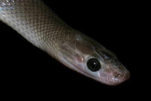 Boaedon perisilvestris
