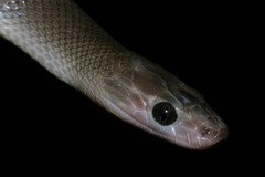 Boaedon perisilvestris