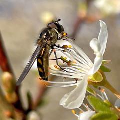 Meliscaeva auricollis