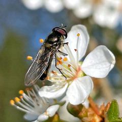 Meliscaeva auricollis