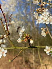Meliscaeva auricollis