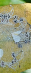 Aleyrodidae