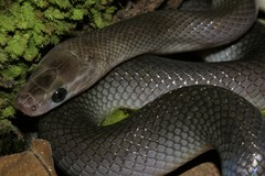 Boaedon perisilvestris