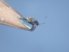 Stygnocoris
